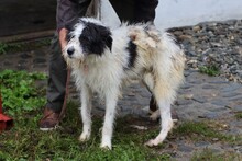 CHELSEA, Hund, Bearded Collie-Mix in Rumänien - Bild 4