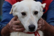 BELKO, Hund, Mischlingshund in Rumänien - Bild 1