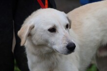 BELKO, Hund, Mischlingshund in Rumänien - Bild 2
