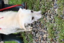 BELKO, Hund, Mischlingshund in Rumänien - Bild 3