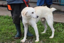 BELKO, Hund, Mischlingshund in Rumänien - Bild 4