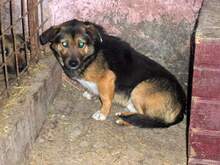 MARCO, Hund, Mischlingshund in Spanien - Bild 11