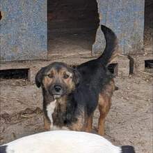MARCO, Hund, Mischlingshund in Spanien - Bild 2