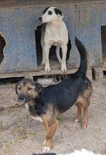 MARCO, Hund, Mischlingshund in Spanien - Bild 3