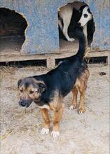 MARCO, Hund, Mischlingshund in Spanien - Bild 4