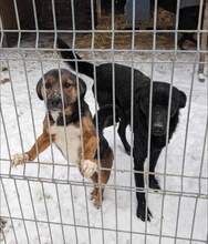 MARCO, Hund, Mischlingshund in Spanien - Bild 5