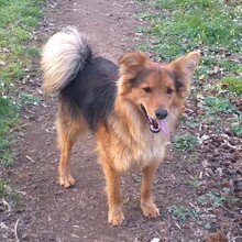 TIMMY, Hund, Mischlingshund in Italien - Bild 2