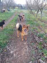 TIMMY, Hund, Mischlingshund in Italien - Bild 6