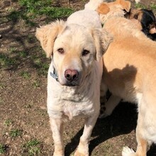 BOMBY, Hund, Golden Retriever-Mix in Staufenberg - Bild 6