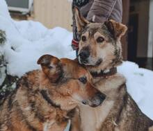 SERJ, Hund, Deutscher Schäferhund-Mix in Russische Föderation - Bild 4
