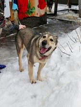 SERJ, Hund, Deutscher Schäferhund-Mix in Russische Föderation - Bild 6