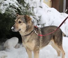 SERJ, Hund, Deutscher Schäferhund-Mix in Russische Föderation - Bild 9