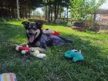 KIKA, Hund, Mischlingshund in Kroatien - Bild 3