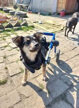 KIKA, Hund, Mischlingshund in Kroatien - Bild 5