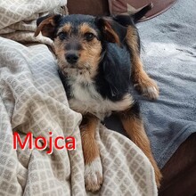 MOJCA, Hund, Mischlingshund in Wietze - Bild 1
