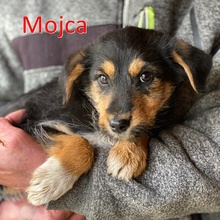 MOJCA, Hund, Mischlingshund in Wietze - Bild 2