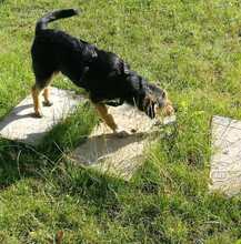 MOJCA, Hund, Mischlingshund in Wietze - Bild 9