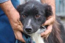 MARIFE, Hund, Border Collie-Sheltie-Mix in Rumänien - Bild 1