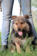 MILO, Hund, Mischlingshund in Ungarn