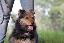 MILO, Hund, Mischlingshund in Ungarn - Bild 2