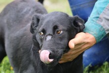 CORO, Hund, Labrador-Mix in Rumänien - Bild 1