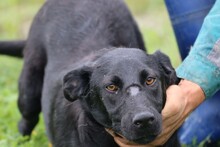 CORO, Hund, Labrador-Mix in Rumänien - Bild 2