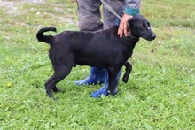 CORO, Hund, Labrador-Mix in Rumänien - Bild 3