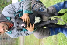 CORO, Hund, Labrador-Mix in Rumänien - Bild 4