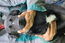 CORO, Hund, Labrador-Mix in Rumänien - Bild 5