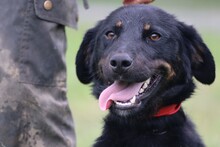 CASPER, Hund, Mischlingshund in Rumänien - Bild 1