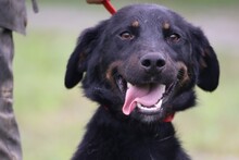 CASPER, Hund, Mischlingshund in Rumänien - Bild 2