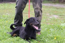 CASPER, Hund, Mischlingshund in Rumänien - Bild 3