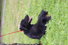 CASPER, Hund, Mischlingshund in Rumänien - Bild 4