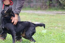 CASPER, Hund, Mischlingshund in Rumänien - Bild 5