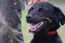 CASPER, Hund, Mischlingshund in Rumänien - Bild 6