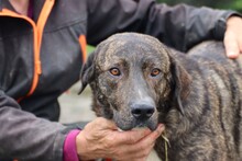 MIGUEL, Hund, Boxer-Labrador-Mix in Rumänien - Bild 1