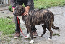 MIGUEL, Hund, Boxer-Labrador-Mix in Rumänien - Bild 2