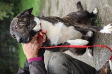 MIGUEL, Hund, Boxer-Labrador-Mix in Rumänien - Bild 3