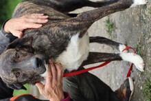 MIGUEL, Hund, Boxer-Labrador-Mix in Rumänien - Bild 4