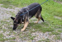 DUSTIN, Hund, Deutscher Schäferhund in Lohra-Reimershausen - Bild 2