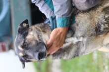 DUSTIN, Hund, Deutscher Schäferhund in Lohra-Reimershausen - Bild 4