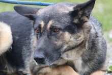 DUSTIN, Hund, Deutscher Schäferhund in Lohra-Reimershausen - Bild 5