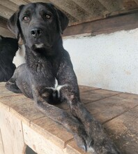 VITA, Hund, Mischlingshund in Rumänien - Bild 1