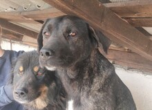 VITA, Hund, Mischlingshund in Rumänien - Bild 3