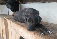 VITA, Hund, Mischlingshund in Rumänien - Bild 4