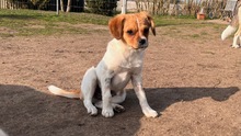 MATEO, Hund, Mischlingshund in Lützow