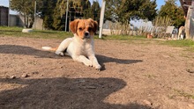 MATEO, Hund, Mischlingshund in Lützow - Bild 2