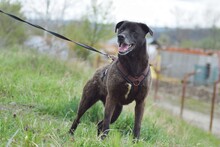 SHEN, Hund, Mischlingshund in Rumänien - Bild 1