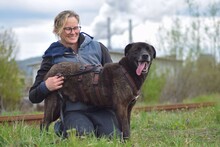 SHEN, Hund, Mischlingshund in Rumänien - Bild 2
