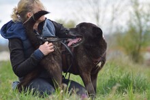 SHEN, Hund, Mischlingshund in Rumänien - Bild 3